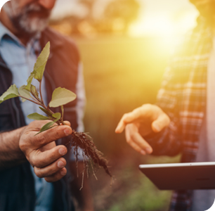 Image of an older man holding an uprooted crop next to another man who is on a tablet