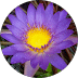 A vibrant purple water lily with a bright yellow center and many delicate petals in a circular frame.